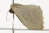  ( - BIOUG37465-A07)  @11 [ ] CreativeCommons - Attribution (2018) CBG Photography Group Centre for Biodiversity Genomics