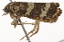  ( - BIOUG37465-A11)  @11 [ ] CreativeCommons - Attribution (2018) CBG Photography Group Centre for Biodiversity Genomics