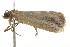  ( - BIOUG37465-A12)  @12 [ ] CreativeCommons - Attribution (2018) CBG Photography Group Centre for Biodiversity Genomics