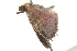  ( - BIOUG37466-H06)  @11 [ ] CreativeCommons - Attribution (2018) CBG Photography Group Centre for Biodiversity Genomics