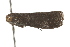  ( - BIOUG37468-A04)  @11 [ ] CreativeCommons - Attribution (2018) CBG Photography Group Centre for Biodiversity Genomics