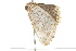  ( - BIOUG37468-C11)  @11 [ ] CreativeCommons - Attribution (2018) CBG Photography Group Centre for Biodiversity Genomics