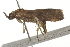 ( - BIOUG37468-E07)  @12 [ ] CreativeCommons - Attribution (2018) CBG Photography Group Centre for Biodiversity Genomics