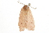  ( - BIOUG37468-H08)  @11 [ ] CreativeCommons - Attribution (2018) CBG Photography Group Centre for Biodiversity Genomics