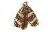  ( - BIOUG37470-A03)  @11 [ ] CreativeCommons - Attribution (2018) CBG Photography Group Centre for Biodiversity Genomics