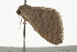  ( - BIOUG37470-D01)  @12 [ ] CreativeCommons - Attribution (2018) CBG Photography Group Centre for Biodiversity Genomics