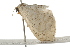  ( - BIOUG37470-G03)  @11 [ ] CreativeCommons - Attribution (2018) CBG Photography Group Centre for Biodiversity Genomics