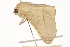  ( - BIOUG37464-A12)  @11 [ ] CreativeCommons - Attribution (2018) CBG Photography Group Centre for Biodiversity Genomics