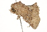  ( - BIOUG37464-B02)  @13 [ ] CreativeCommons - Attribution (2018) CBG Photography Group Centre for Biodiversity Genomics