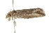  ( - BIOUG37464-G09)  @12 [ ] CreativeCommons - Attribution (2018) CBG Photography Group Centre for Biodiversity Genomics