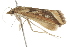  ( - BIOUG37464-H04)  @11 [ ] CreativeCommons - Attribution (2018) CBG Photography Group Centre for Biodiversity Genomics