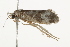  ( - BIOUG37464-H08)  @11 [ ] CreativeCommons - Attribution (2018) CBG Photography Group Centre for Biodiversity Genomics