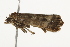  ( - BIOUG37464-H10)  @11 [ ] CreativeCommons - Attribution (2018) CBG Photography Group Centre for Biodiversity Genomics