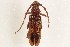  ( - BIOUG37524-B10)  @11 [ ] CreativeCommons - Attribution (2018) CBG Photography Group Centre for Biodiversity Genomics