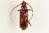  ( - BIOUG37524-B11)  @11 [ ] CreativeCommons - Attribution (2018) CBG Photography Group Centre for Biodiversity Genomics