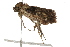  ( - BIOUG37652-A02)  @11 [ ] CreativeCommons - Attribution (2018) CBG Photography Group Centre for Biodiversity Genomics