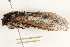  ( - BIOUG37663-A04)  @11 [ ] CreativeCommons - Attribution (2018) CBG Photography Group Centre for Biodiversity Genomics