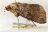 ( - BIOUG37663-F03)  @12 [ ] CreativeCommons - Attribution (2018) CBG Photography Group Centre for Biodiversity Genomics