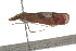  ( - BIOUG37462-G05)  @12 [ ] CreativeCommons - Attribution (2018) CBG Photography Group Centre for Biodiversity Genomics