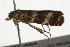  ( - BIOUG37467-A04)  @11 [ ] CreativeCommons - Attribution (2018) CBG Photography Group Centre for Biodiversity Genomics