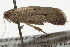  ( - BIOUG37467-C08)  @11 [ ] CreativeCommons - Attribution (2018) CBG Photography Group Centre for Biodiversity Genomics