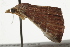 ( - BIOUG37467-D01)  @12 [ ] CreativeCommons - Attribution (2018) CBG Photography Group Centre for Biodiversity Genomics