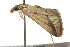  ( - BIOUG37467-D06)  @11 [ ] CreativeCommons - Attribution (2018) CBG Photography Group Centre for Biodiversity Genomics