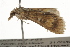  ( - BIOUG37467-F01)  @11 [ ] CreativeCommons - Attribution (2018) CBG Photography Group Centre for Biodiversity Genomics