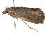  ( - BIOUG37467-H01)  @12 [ ] CreativeCommons - Attribution (2018) CBG Photography Group Centre for Biodiversity Genomics