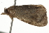  ( - BIOUG37469-C01)  @12 [ ] CreativeCommons - Attribution (2018) CBG Photography Group Centre for Biodiversity Genomics
