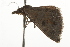  ( - BIOUG37471-A05)  @12 [ ] CreativeCommons - Attribution (2018) CBG Photography Group Centre for Biodiversity Genomics