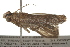  ( - BIOUG37471-B05)  @12 [ ] CreativeCommons - Attribution (2018) CBG Photography Group Centre for Biodiversity Genomics