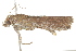  ( - BIOUG37471-D09)  @12 [ ] CreativeCommons - Attribution (2018) CBG Photography Group Centre for Biodiversity Genomics