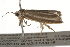  ( - BIOUG37471-G11)  @12 [ ] CreativeCommons - Attribution (2018) CBG Photography Group Centre for Biodiversity Genomics