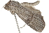  ( - BIOUG37473-A03)  @13 [ ] CreativeCommons - Attribution (2018) CBG Photography Group Centre for Biodiversity Genomics
