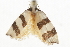 ( - BIOUG37473-B05)  @13 [ ] CreativeCommons - Attribution (2018) CBG Photography Group Centre for Biodiversity Genomics
