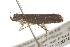  ( - BIOUG37473-B12)  @12 [ ] CreativeCommons - Attribution (2018) CBG Photography Group Centre for Biodiversity Genomics