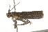  ( - BIOUG37473-E12)  @11 [ ] CreativeCommons - Attribution (2018) CBG Photography Group Centre for Biodiversity Genomics
