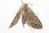  ( - BIOUG37473-H05)  @11 [ ] CreativeCommons - Attribution (2018) CBG Photography Group Centre for Biodiversity Genomics