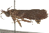  ( - BIOUG37474-D07)  @12 [ ] CreativeCommons - Attribution (2018) CBG Photography Group Centre for Biodiversity Genomics