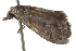  ( - BIOUG37474-E06)  @11 [ ] CreativeCommons - Attribution (2018) CBG Photography Group Centre for Biodiversity Genomics