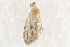  ( - BIOUG37475-C06)  @11 [ ] CreativeCommons - Attribution (2018) CBG Photography Group Centre for Biodiversity Genomics