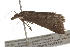  ( - BIOUG37475-D05)  @11 [ ] CreativeCommons - Attribution (2018) CBG Photography Group Centre for Biodiversity Genomics