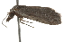 ( - BIOUG37475-F07)  @11 [ ] CreativeCommons - Attribution (2018) CBG Photography Group Centre for Biodiversity Genomics