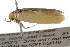  ( - BIOUG37476-A09)  @11 [ ] CreativeCommons - Attribution (2018) CBG Photography Group Centre for Biodiversity Genomics