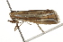  ( - BIOUG37476-C09)  @12 [ ] CreativeCommons - Attribution (2018) CBG Photography Group Centre for Biodiversity Genomics
