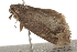  ( - BIOUG37476-D02)  @11 [ ] CreativeCommons - Attribution (2018) CBG Photography Group Centre for Biodiversity Genomics