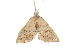  ( - BIOUG37476-H05)  @12 [ ] CreativeCommons - Attribution (2018) CBG Photography Group Centre for Biodiversity Genomics