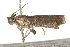  ( - BIOUG37476-H07)  @11 [ ] CreativeCommons - Attribution (2018) CBG Photography Group Centre for Biodiversity Genomics