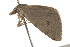  ( - BIOUG37477-A10)  @11 [ ] CreativeCommons - Attribution (2018) CBG Photography Group Centre for Biodiversity Genomics